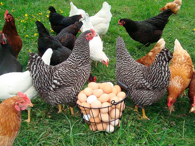 Содержание кур и уход за ними | ЗооТом - продажа, вязка и услуги для животных в Донском