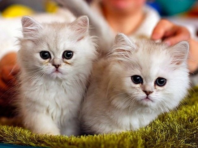 Породы кошек в Донском | ЗооТом портал о животных