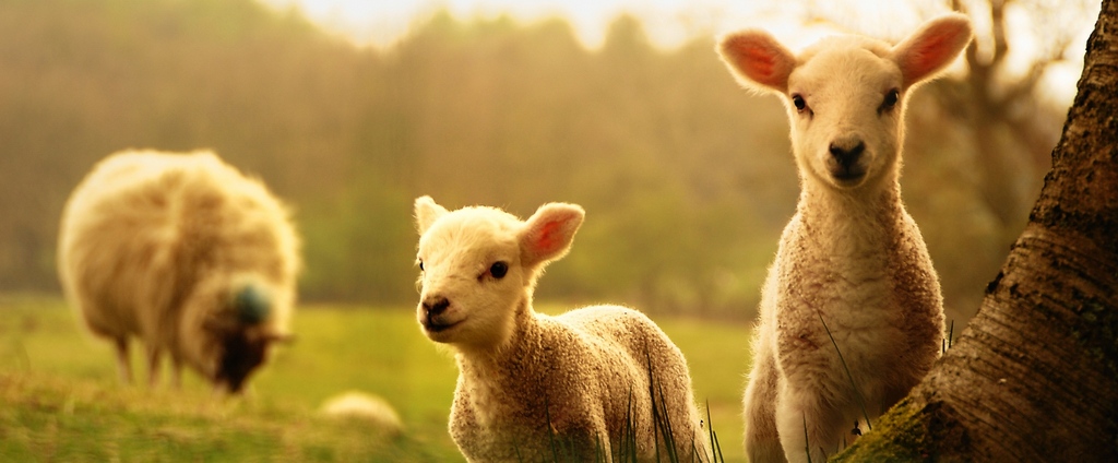 Объявления о сельскохозяйственных животных | ЗооТом - продажа, вязка и услуги для животных в Донском