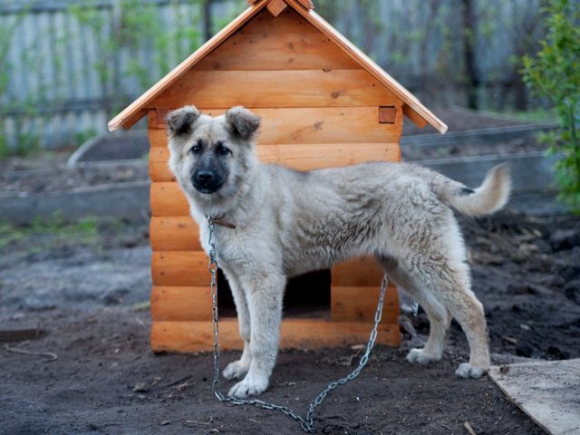 Все о собаках в Донском Все о собаках в Донском